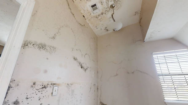 Best Industrial Mold Remediation  in Whitney, SC