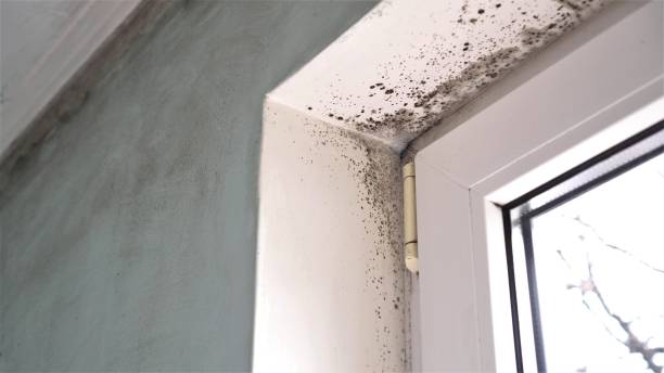 Best Mold Removal for HVAC Installations  in Whitney, SC