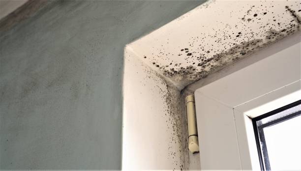 Best Real Estate Mold Inspection  in Whitney, SC