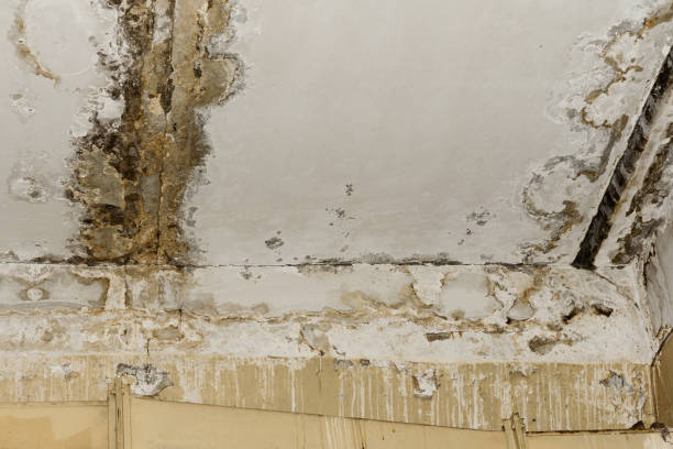 Best Environmental Consulting for Mold Prevention  in Whitney, SC