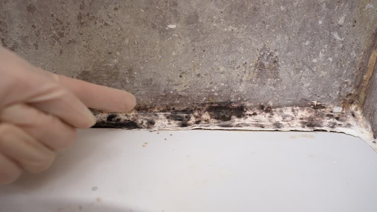 Best Comprehensive Air Testing for Mold Contaminants  in Whitney, SC