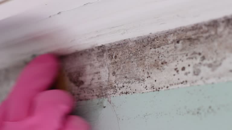 Best Mold Odor Removal Services  in Whitney, SC